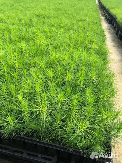 Саженцы ели европейской зкс