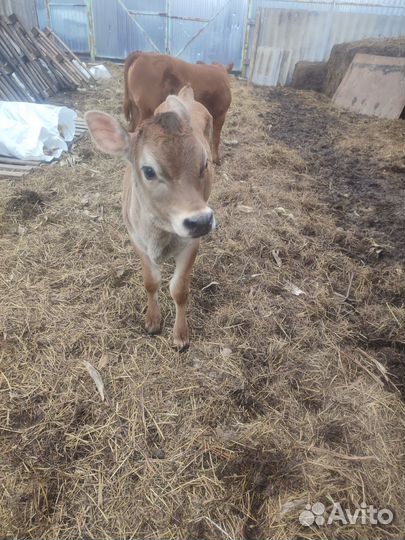 Телочка 2 месяца