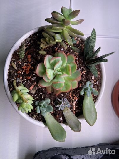 Флорариум суккуленты