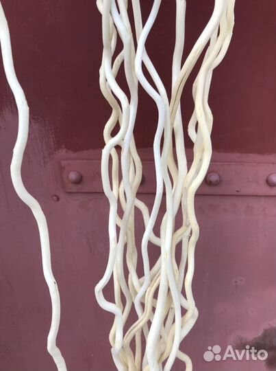 Карелиус сухоцвет