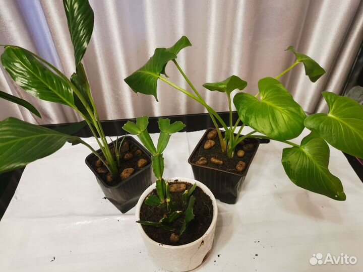 Комнатные цветы