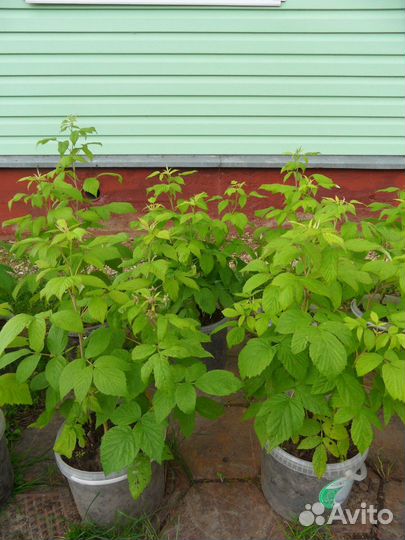 Малина ремонтантная (красная) саженцы