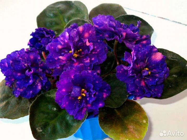 Детка сортовой фиалки 