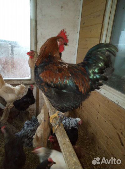 Инкубационное яйцо кур