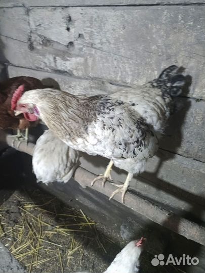 Молодые Петушки 9 месяцев