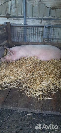 Мясо домашней свинины