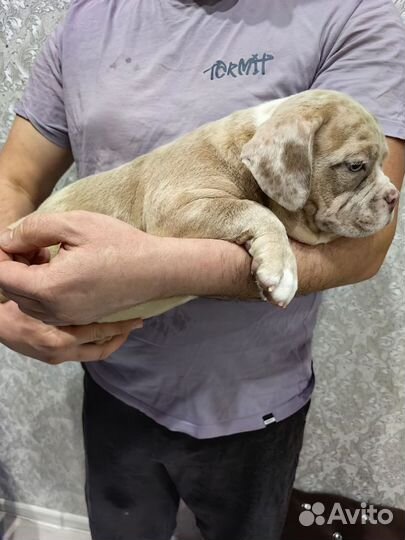 Американский булли в типе покет