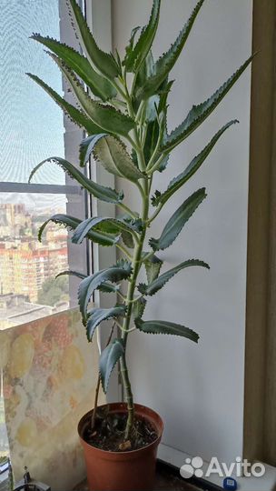 Каланхоэ лечебное