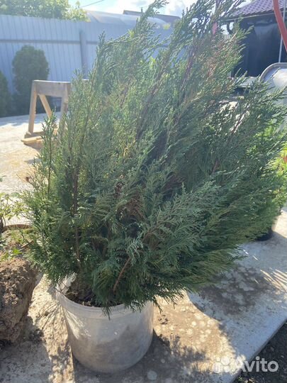 Кипарисовик лавсона