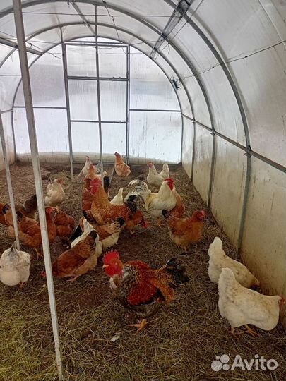 Инкубационное яйцо