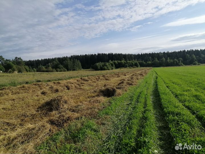Продам сено в рулонах