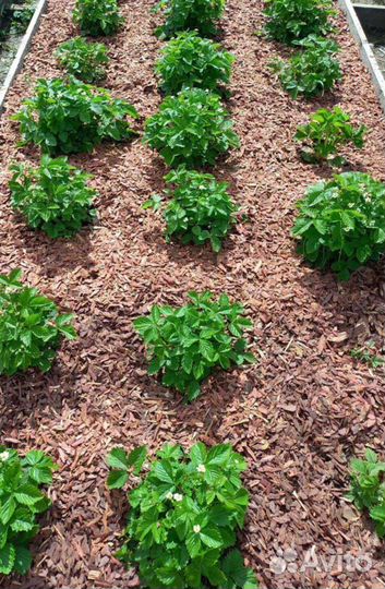 Кора лиственницы, сосны