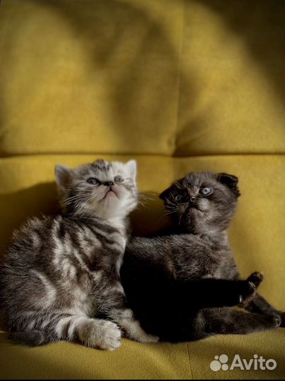 Шотландская