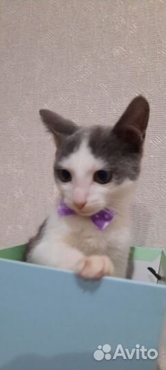 Модник Степан