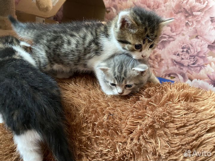 Котята в добрые руки