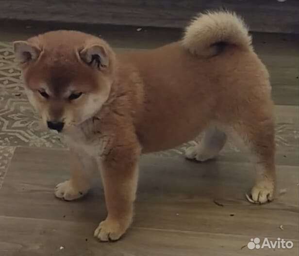 Щенки сиба ину