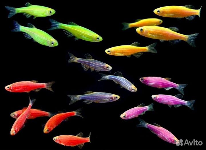 Тернеция гло, данио гло