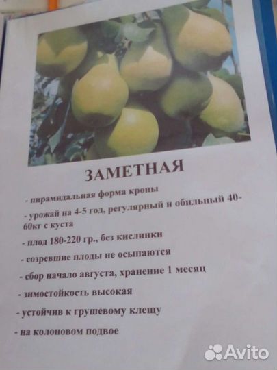 Саженцы груши