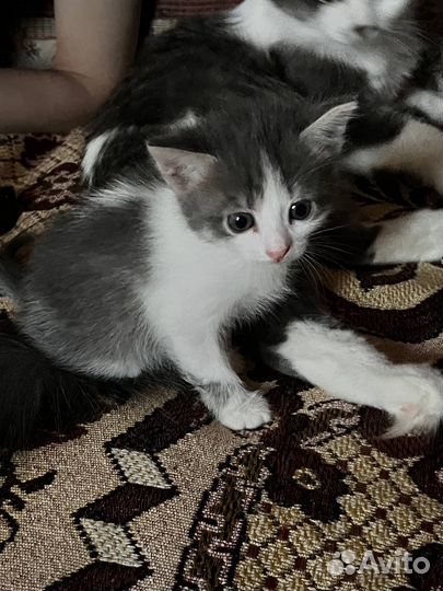 Британские котята