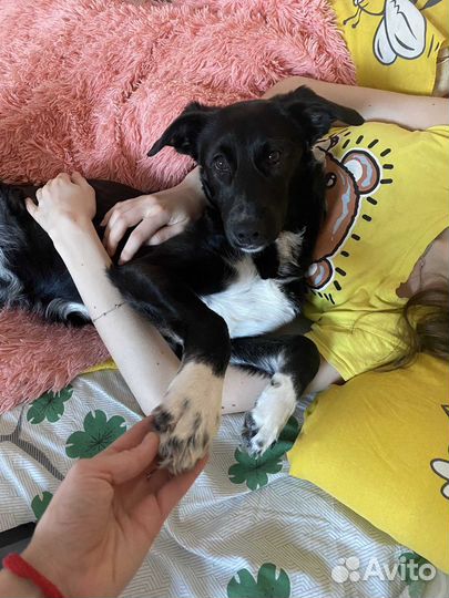 Ищет дом девочка красавица