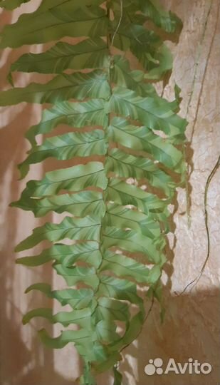 Папоротник, нефролепис Тигр