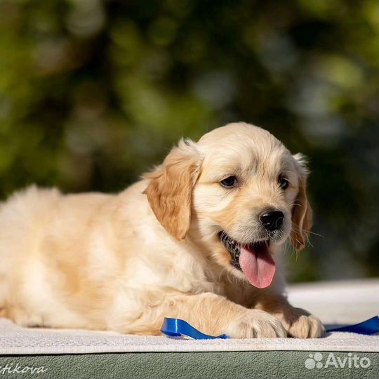 Золотистый ретривер
