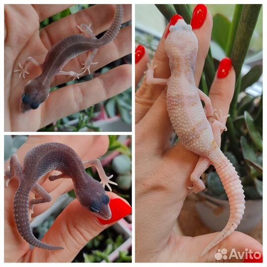 Эублефары, стартовый набор (террариум), сверчки