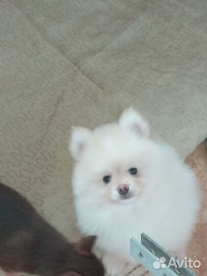 Щенки немецкого шпица