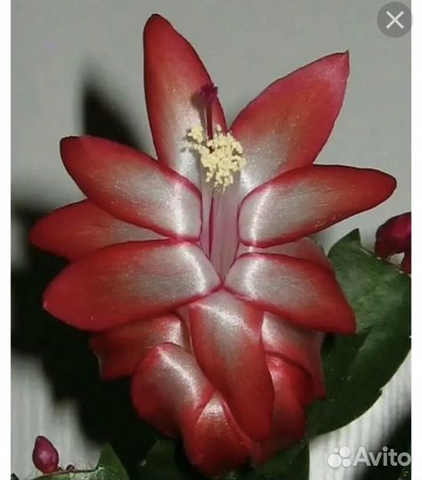 Декабрист шлюмбергера