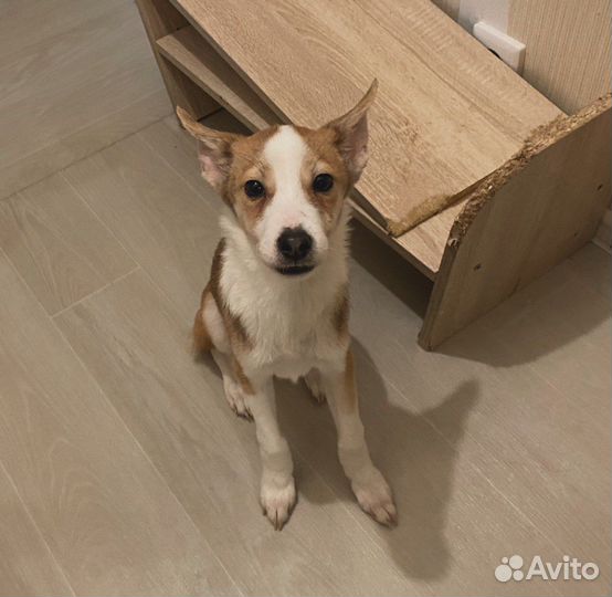 Щенки