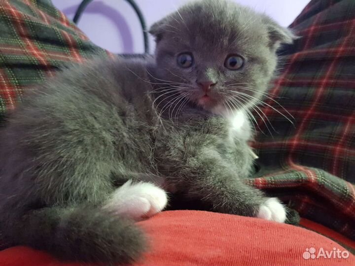 Кошки шотландцы