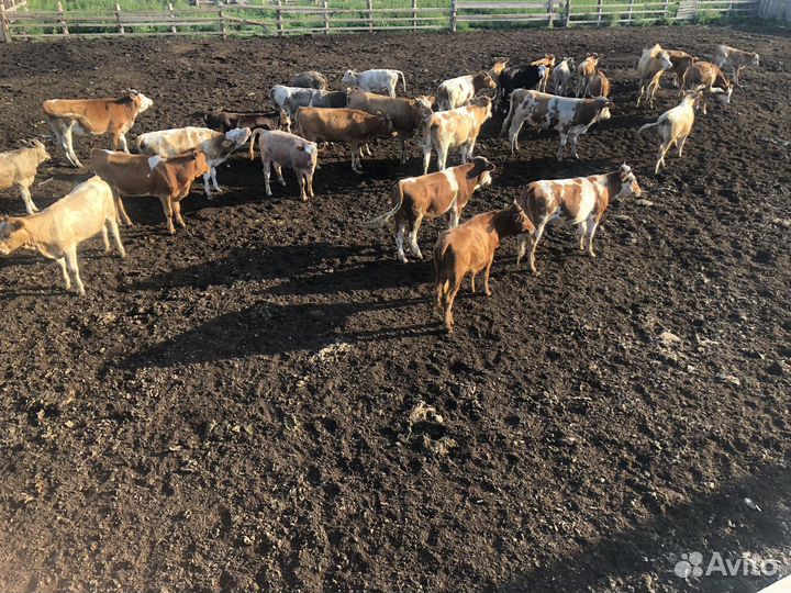 Продажа крс