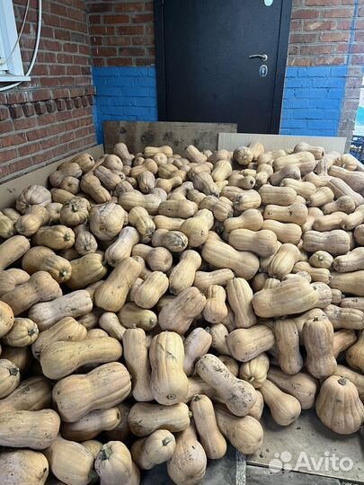 Тыква матильда