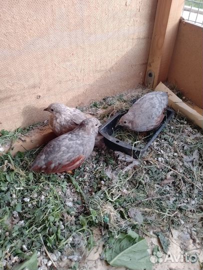 Китайский расписной перепел