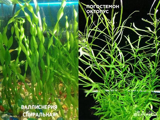 Аквариумные растения