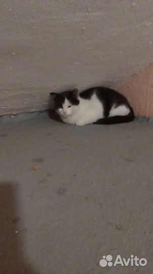Котик в подарок