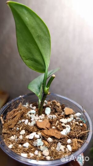 Сциндапсус Мунлайт (Scindapsus Moonlight)