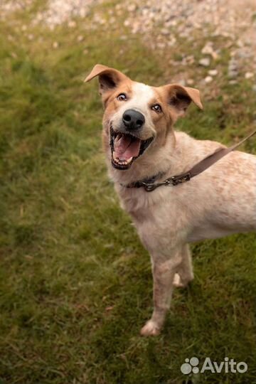 Умный красивый харАктерный пёс ищет семью