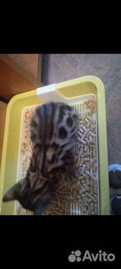 Бенгальская