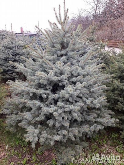 Ель голубая