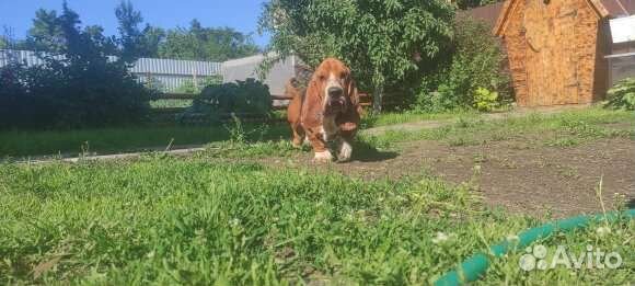 Бассет хаунд вязка