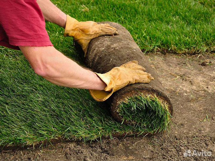 Рулонный газон