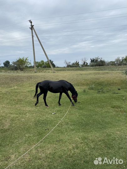 Карачаевский жеребец