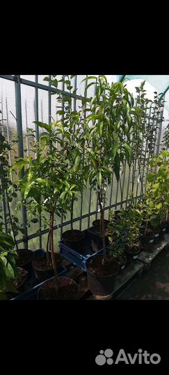 Продам готовый бизнес саженцы/разливные напитки