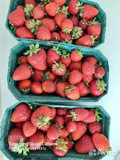 Рассада клубники