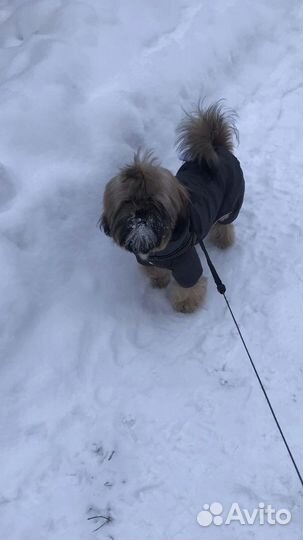 Комбинезон утепленный на собаку