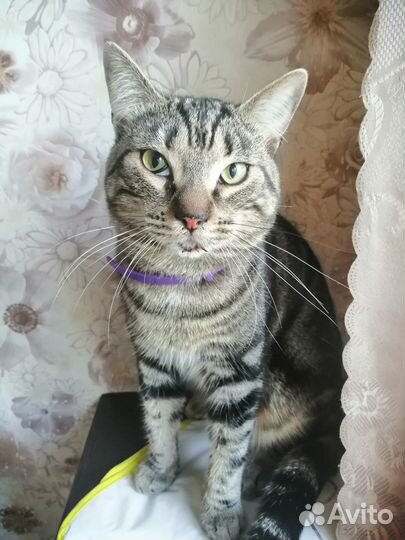 Вислоухие котята