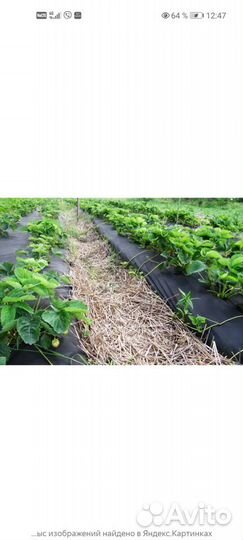 Укрывной материал спанбонд