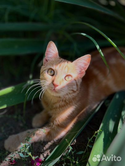 Рыжий котенок