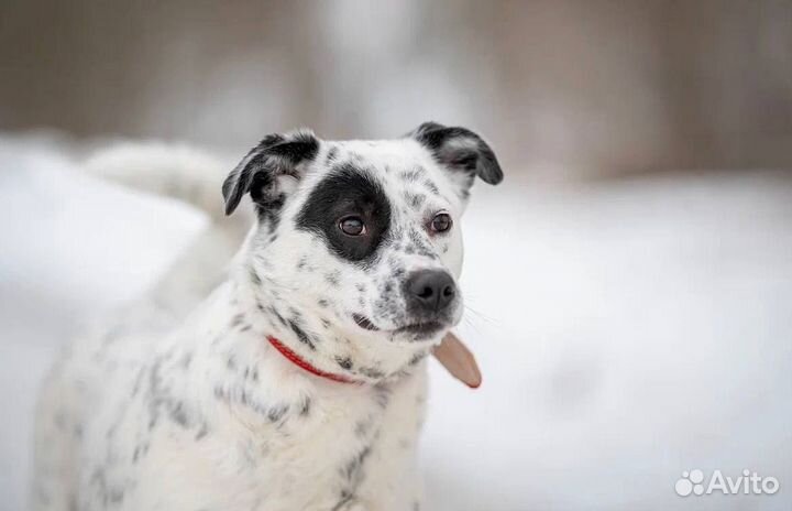 Потрясающая Капля ждёт любящую семью